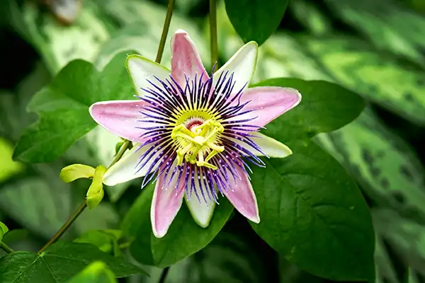 How does Passionflower Extract Powder compare to other sleep aids?